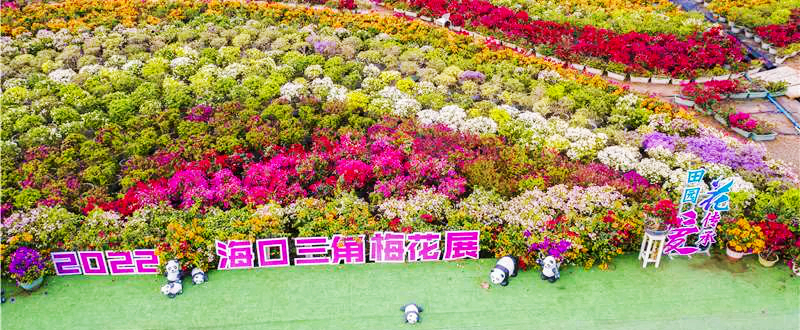 游花海、购花物、品花宴、宿花田！2022海口三角梅花展开幕