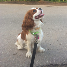 _images/dog.png